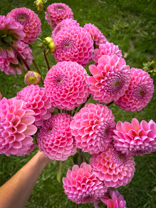 Hamari Rose Dahlia Tuber - LIMIT 1