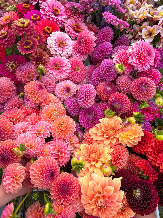 Lucky Dip Dahlia Tuber