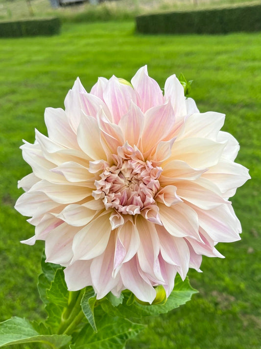 Cafe au Lait Dahlia Tuber