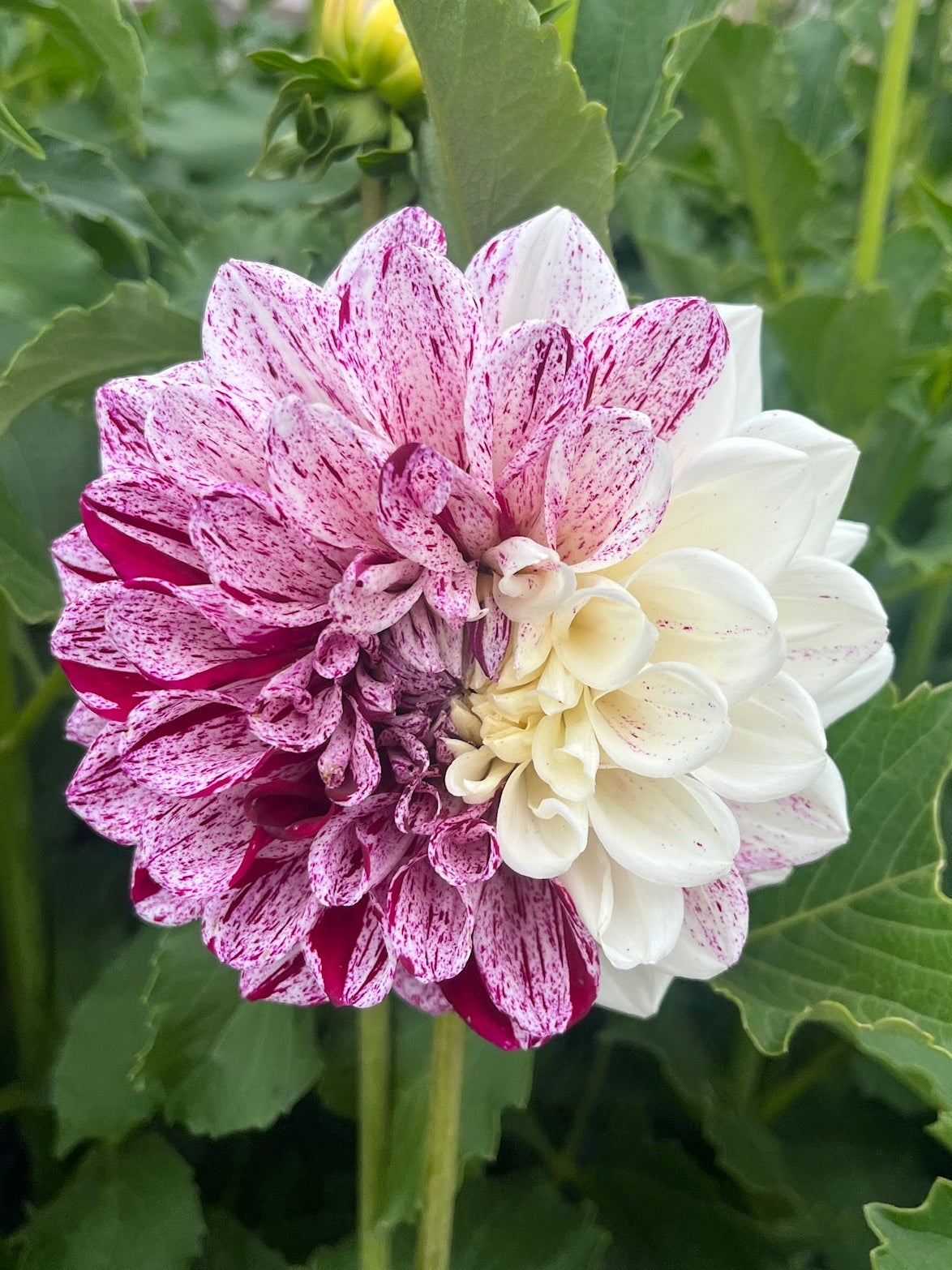 Fernridge Painted Lady Dahlia Tuber