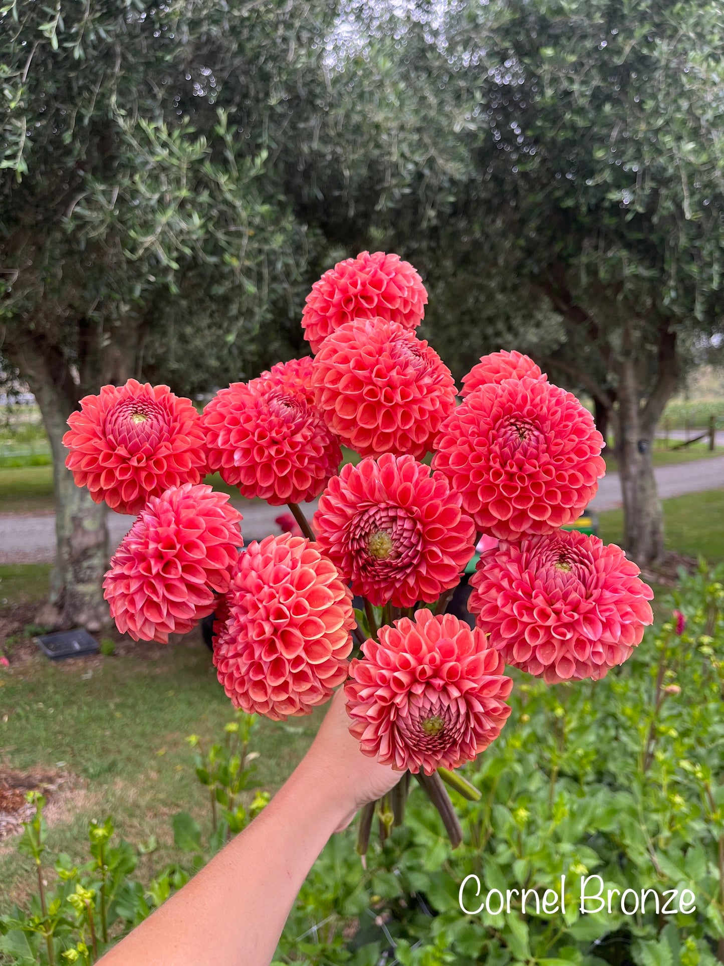 Cornel Bronze Dahlia Tuber