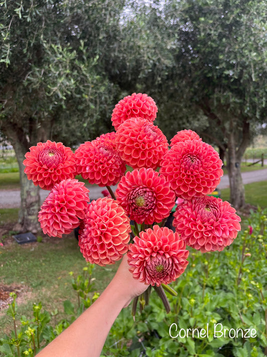 Cornel Bronze Dahlia Tuber