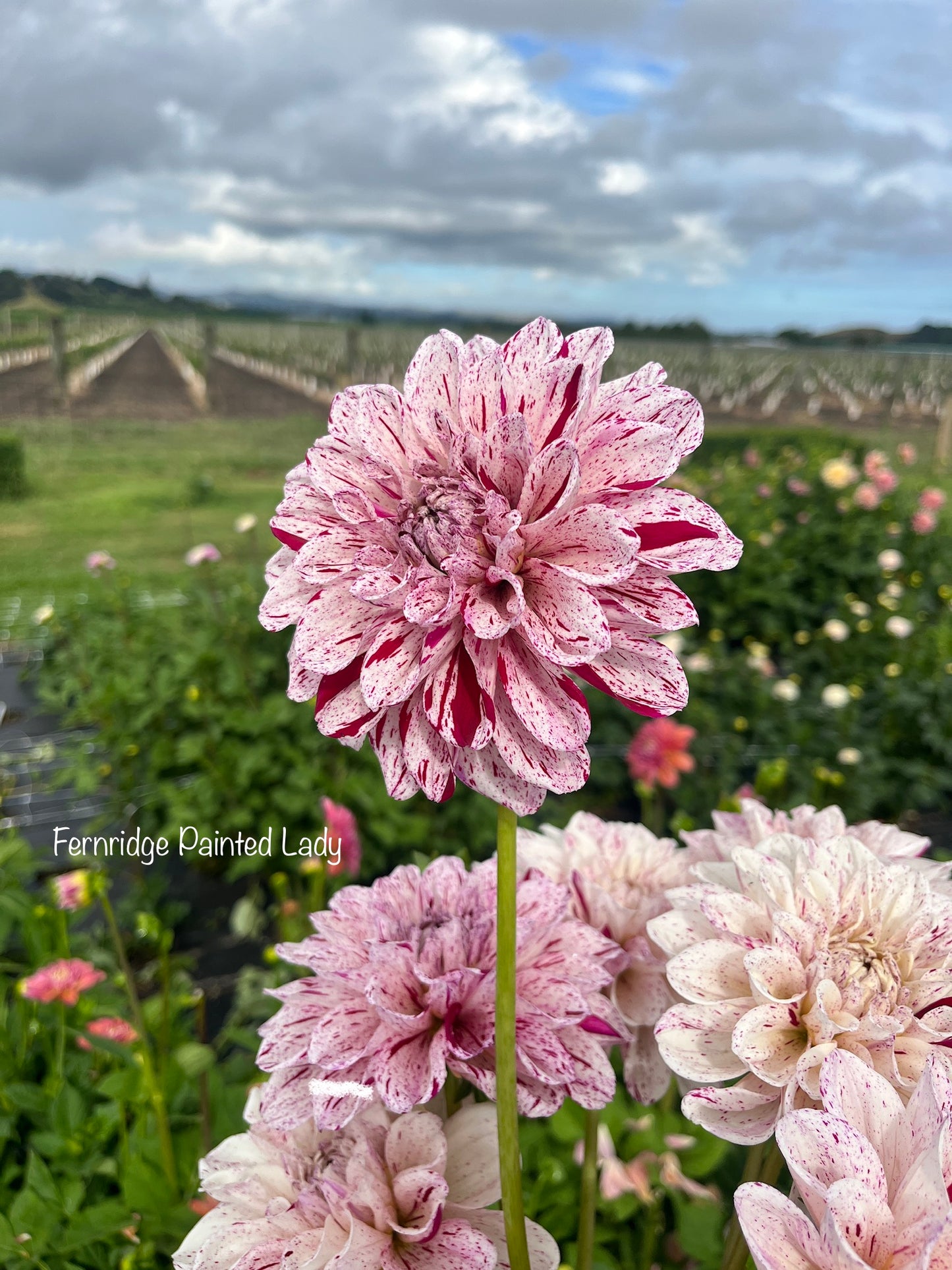 Fernridge Painted Lady Dahlia Tuber