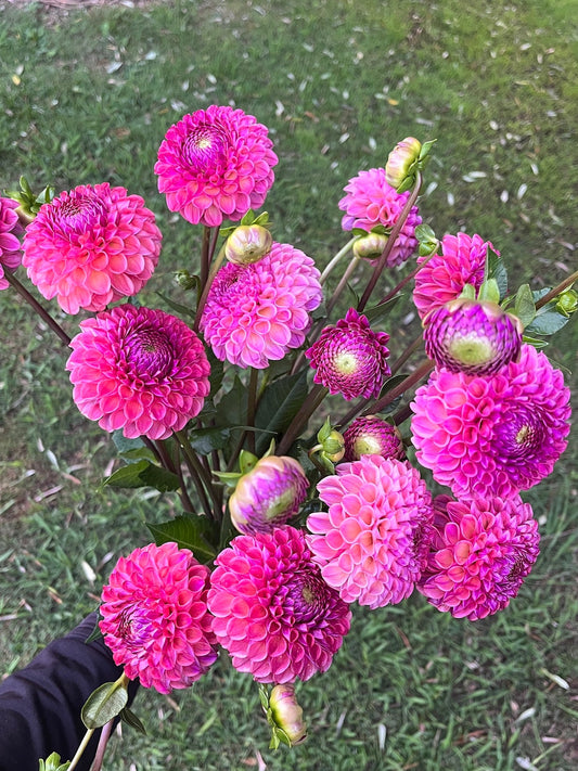 Caitlin's Joy Dahlia Tuber