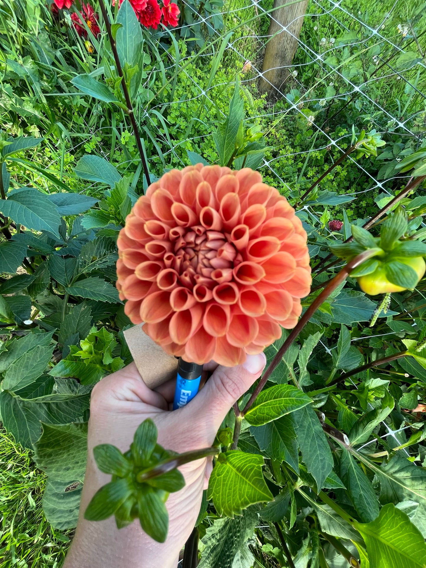 Cornel Bronze Dahlia Tuber