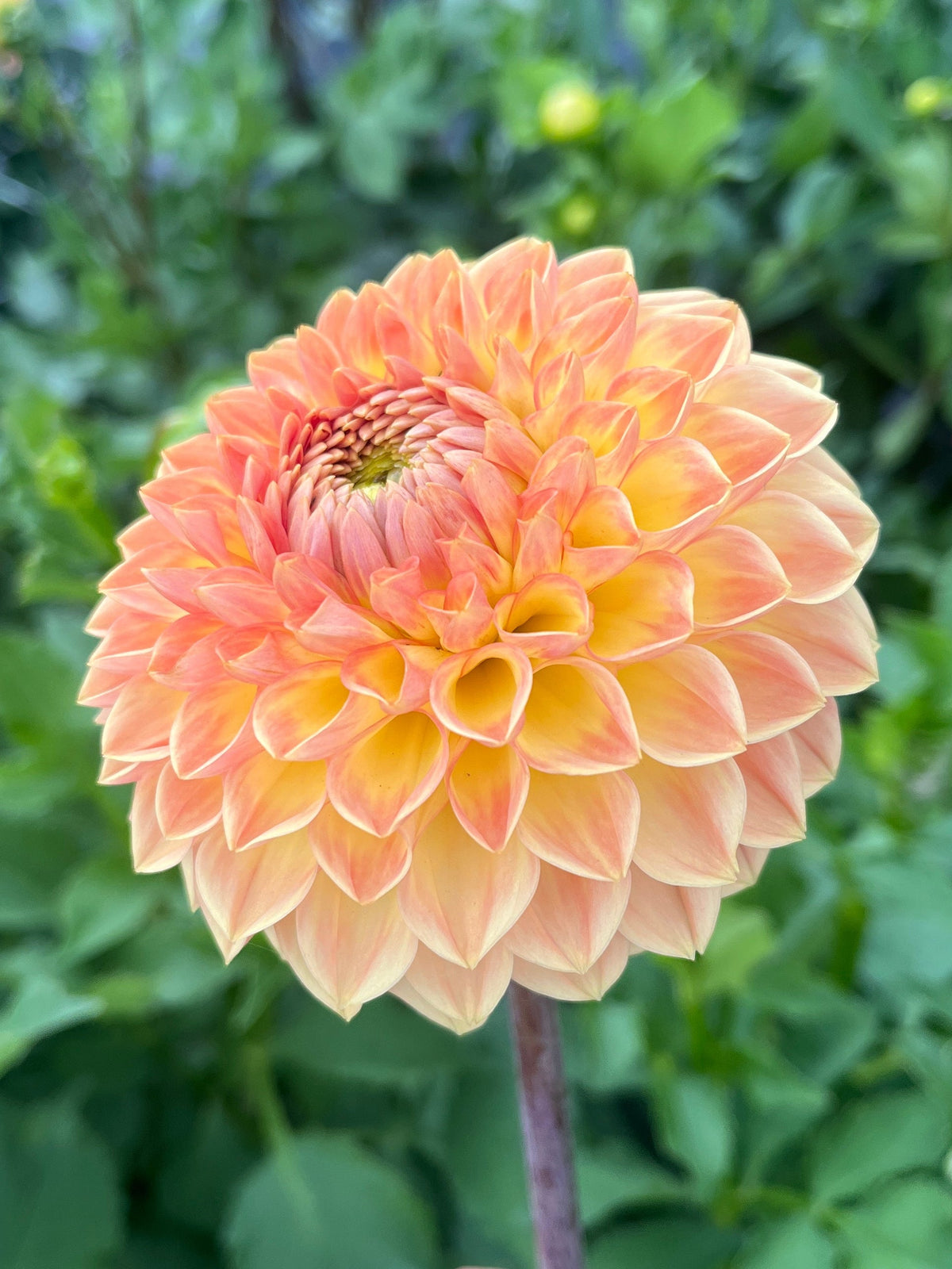 Blyton Softer Gleam Dahlia Tuber