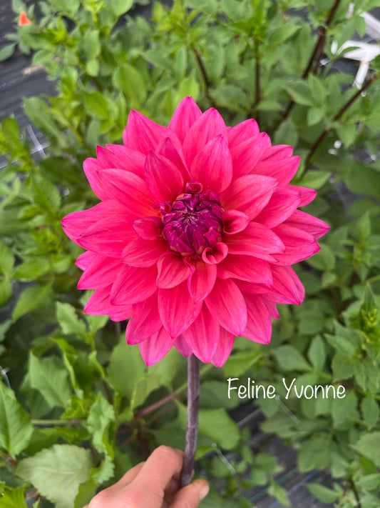 Feline Yvonne Dahlia Tuber
