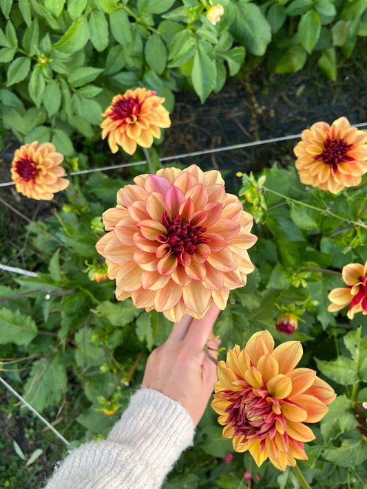 Creme de Cognac Dahlia Tuber