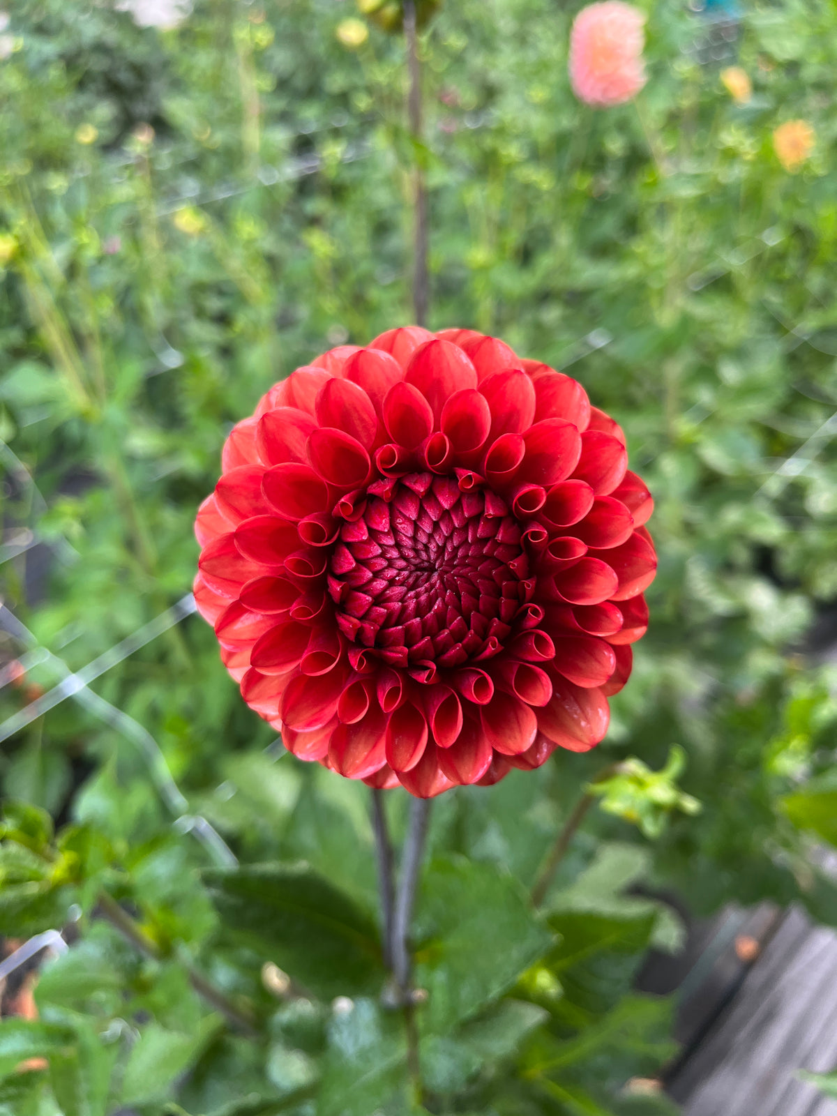 Brown Sugar Dahlia Tuber