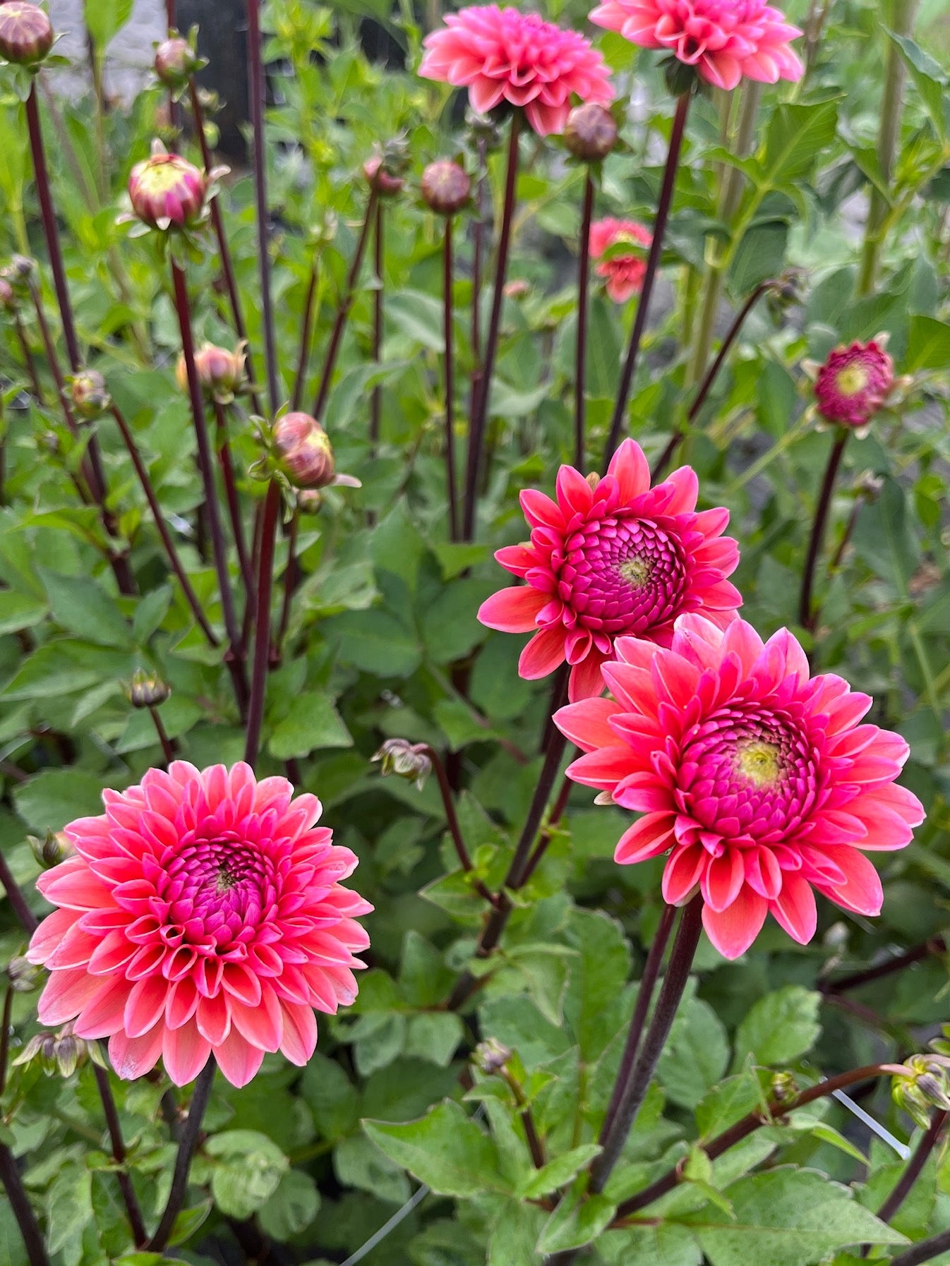 Daisy Duke Dahlia Tuber