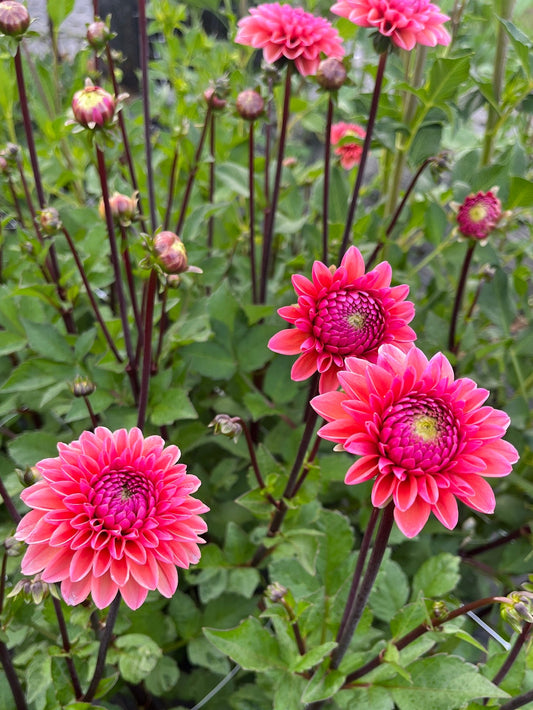 Daisy Duke Dahlia Tuber