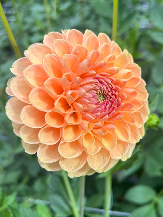 Chrichton Honey Dahlia Tuber