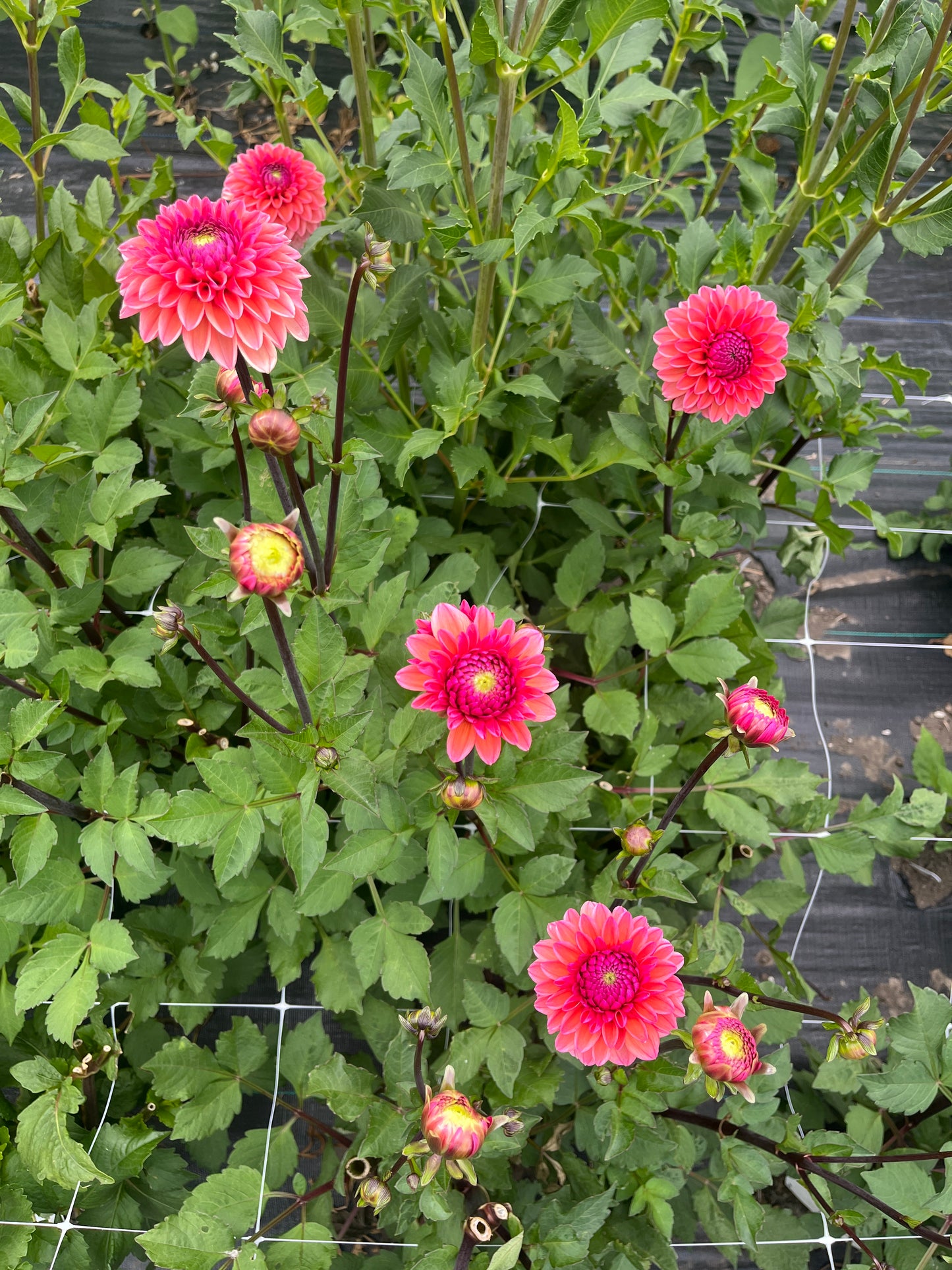 Daisy Duke Dahlia Tuber
