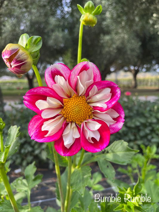 Bumble Rumble Dahlia Tuber